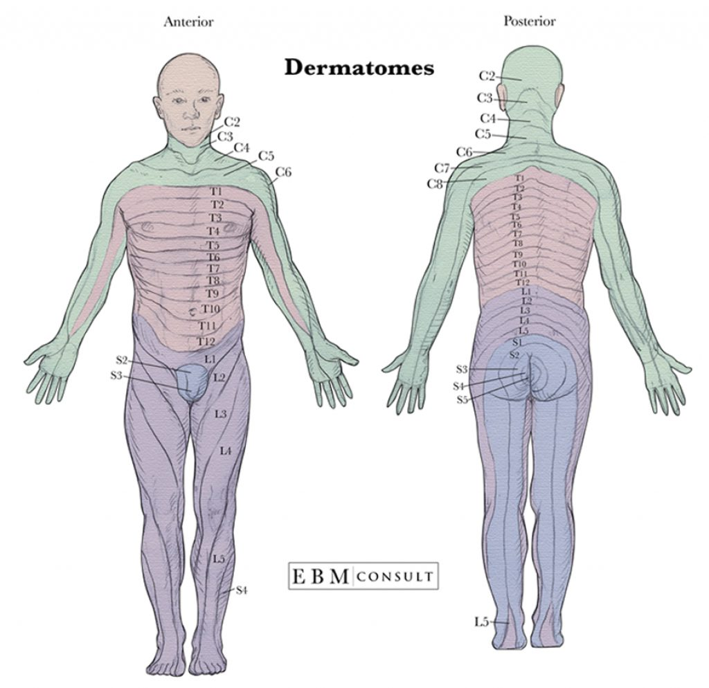 Anatomy Dermatomes Full Body Anterior Posterior Image 