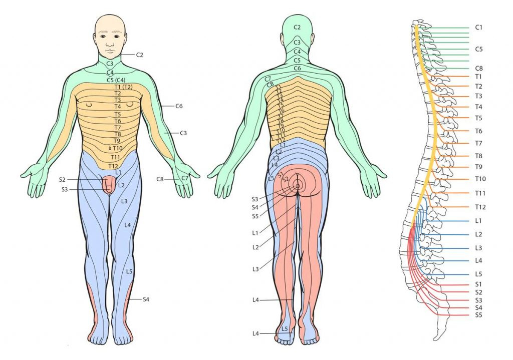 Printable Dermatome Chart Total Life Care Compounding In 