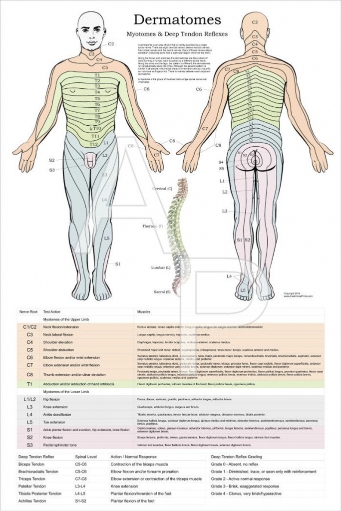 Printable Dermatome Map Printable Maps