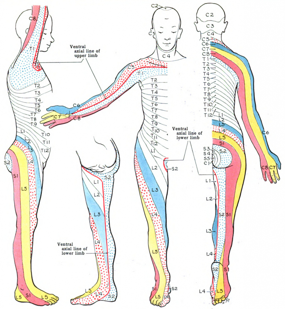 Printable Dermatome Map Printable Maps