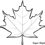 Canada Maple Leaf Template Printable ClipArt Best