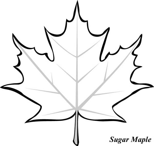 Canada Maple Leaf Template Printable ClipArt Best