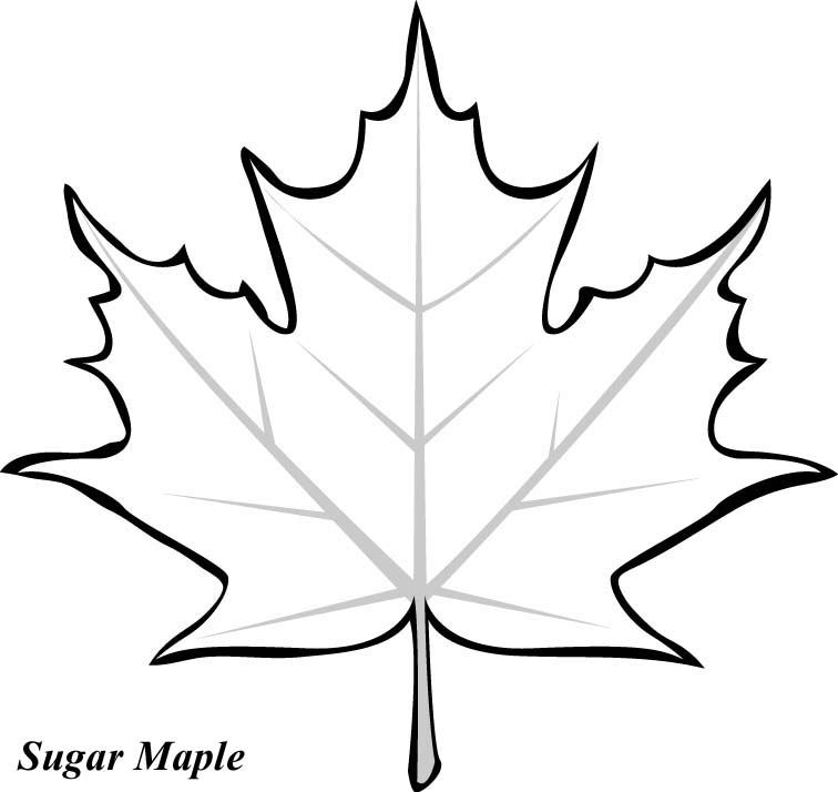 Maple Leaf Pattern Printable ClipArt Best