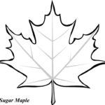 Maple Leaf Printable ClipArt Best