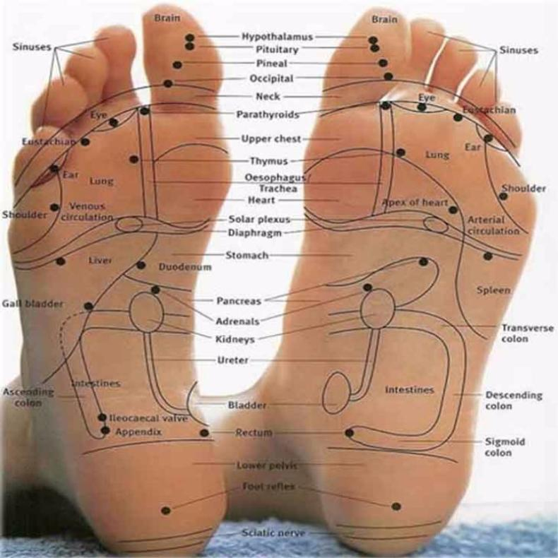 31 Printable Foot Reflexology Charts Maps TemplateLab