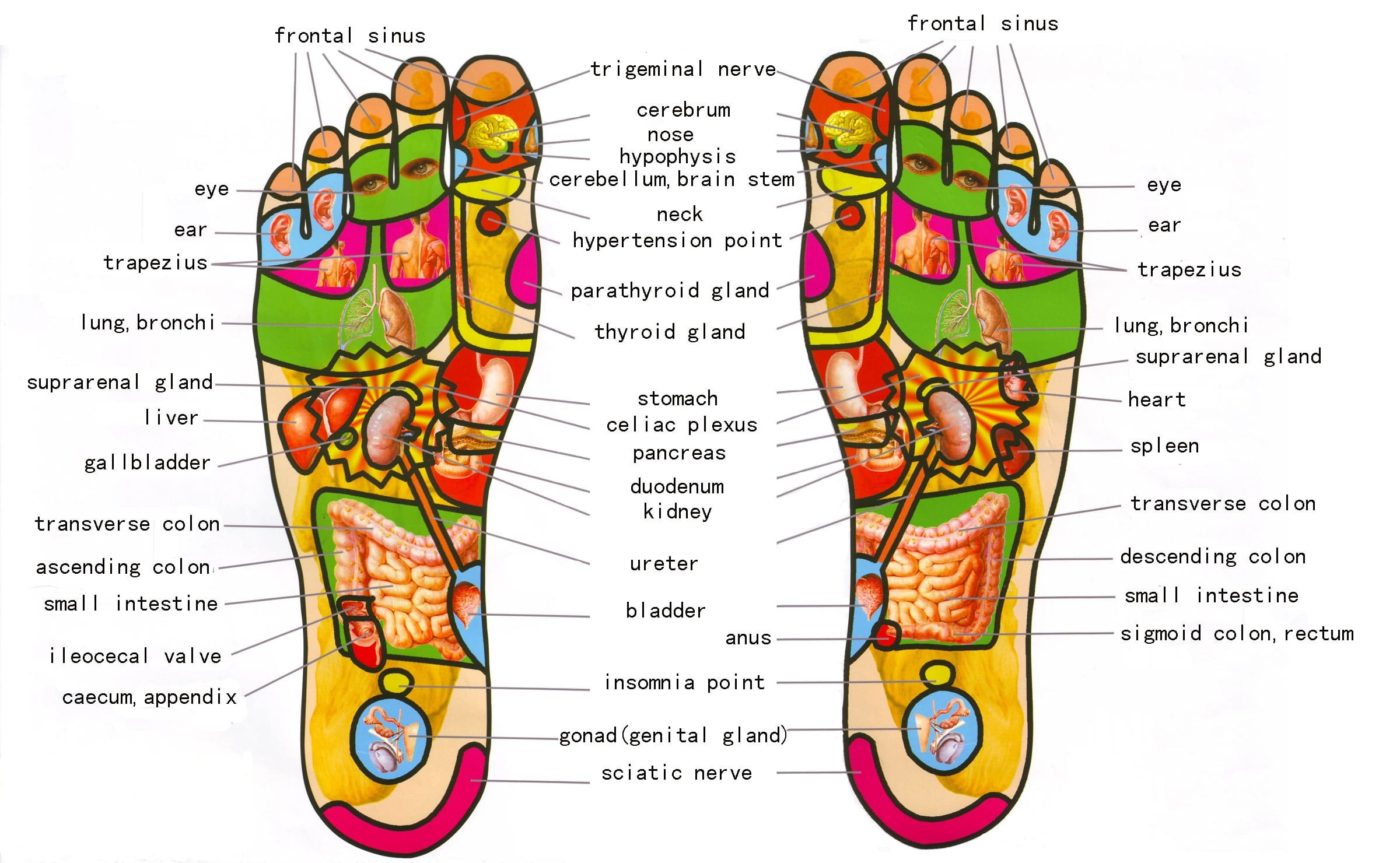 Gratis Download 5 Best Foot Reflexology Chart Updated 2018 